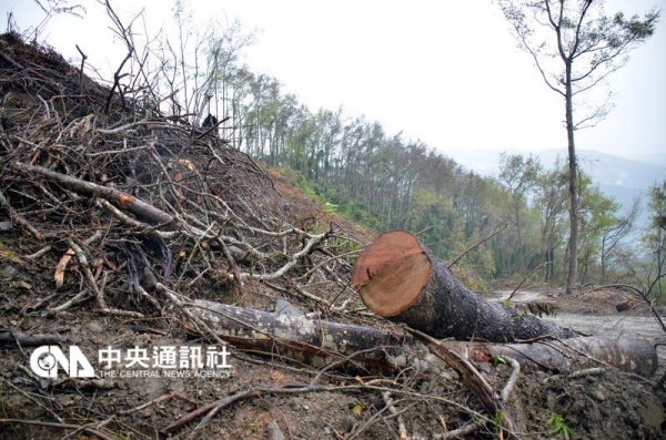 【新聞】山區砍楓香種薑 部落擔心土石流