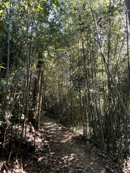 【小百岳】馬那邦山：竹林、楓葉、古戰場1198606