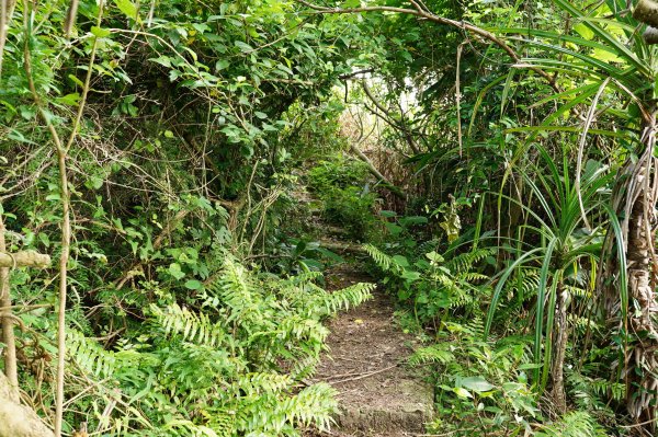 新北 金山 金包里山、磺港山2780936