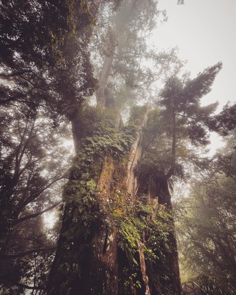 二延坪_鹿林山2865319