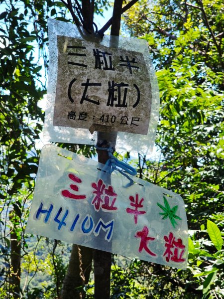 (天上山系)望月亭桐花-2025微笑山線大縱走尋寶集章任務2870356