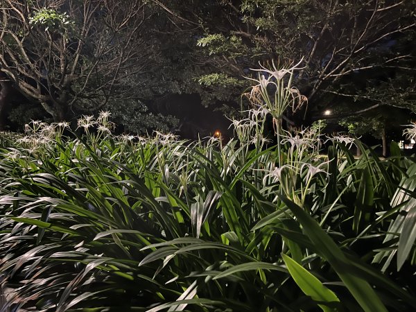 [2024臺北健走趣-25/35] 2024_0630_榮星公園2546025