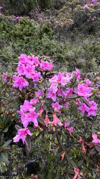 桃山、喀拉業2816817