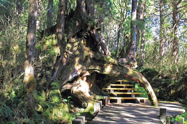 太平山檜木原始林→鐵杉林步道P型261430