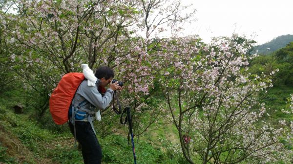 107.03.17 樟山寺 待荖坑 龍騰御櫻 員潭坑山 碧潭水舞290096