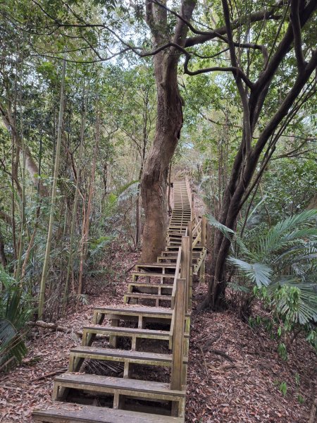 文林古道(鄧雨賢公園起登)202401222696186
