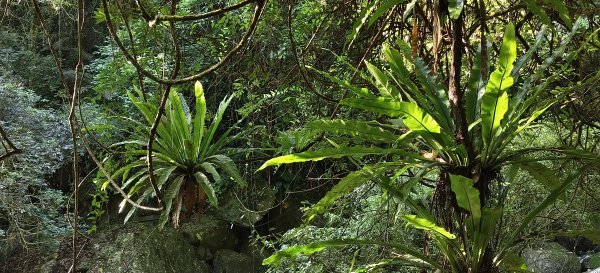 2025/06/28_馬胎+南坪古道2823740