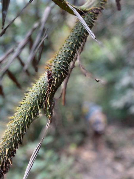 小百岳 三腳南山2686595