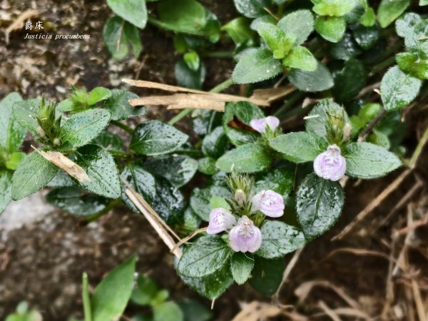 [百山百鳥尋旅-11/15] 2025_0927 大屯主峰-連峰步道_大屯山2899258