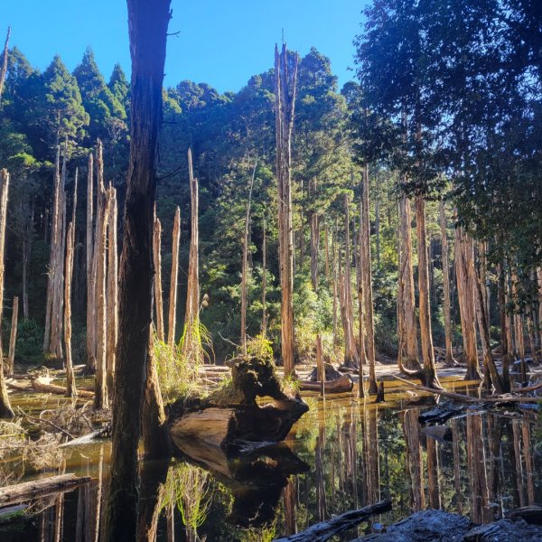 金柑樹山、忘憂森林、嶺頭山（小百岳）2343818