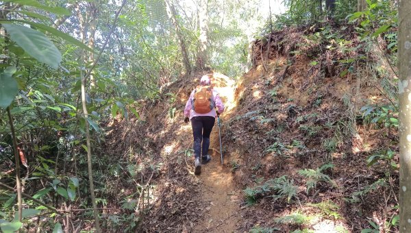 (姨婆趴趴走)第四十五集:新竹竹東三山（新具庄山、樹杞林山、員崠子山）環狀縱走2662250