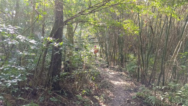 (姨婆趴趴走)第三十八集:攀登新北石碇小格頭獅頭山，探訪翡翠水庫的鱷魚島、千島湖、土虱頭景觀2416796