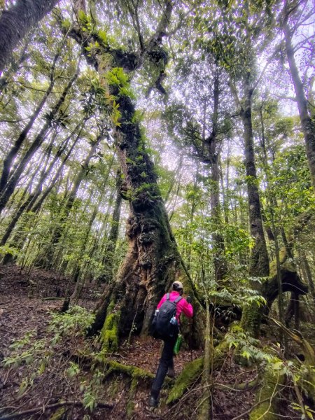 稍來小雪山國家步道、船型山、鞍馬山、鞍馬山東北峰、天池、雪山神木2799855