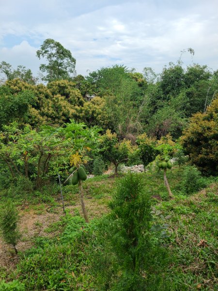 挑水古道+十八觀音步道+大峰巷步道+碧山古道O繞2766197