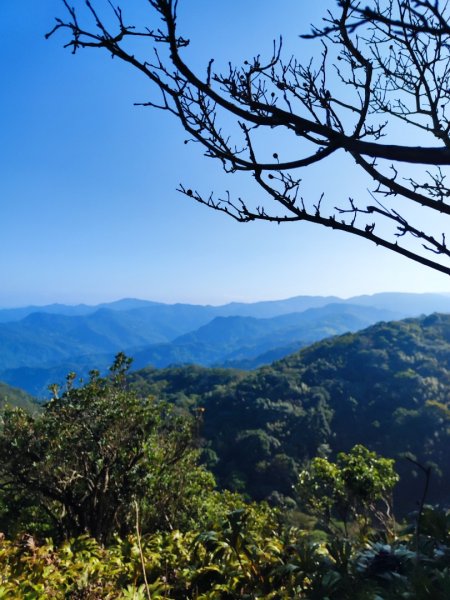 三峽白雞三山2963356