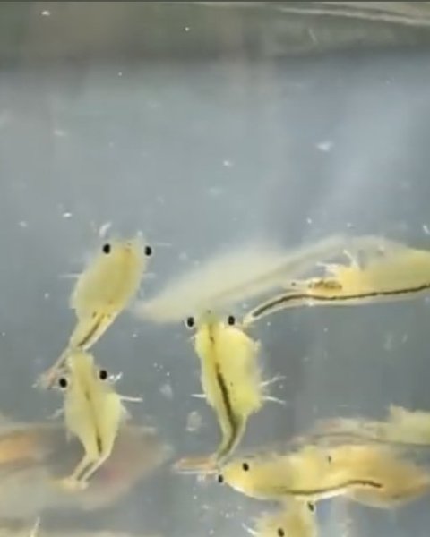 季節限定/尋找向天🦐-鵠沼枝額蟲-上面天山堆雪人2931420