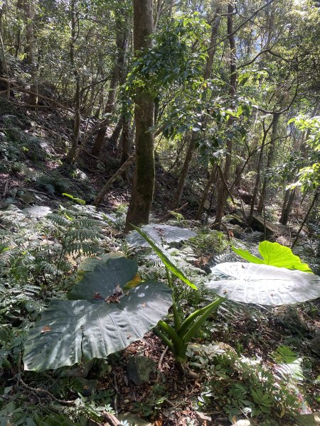 1111120泰安鄉鳥嘴山2672980