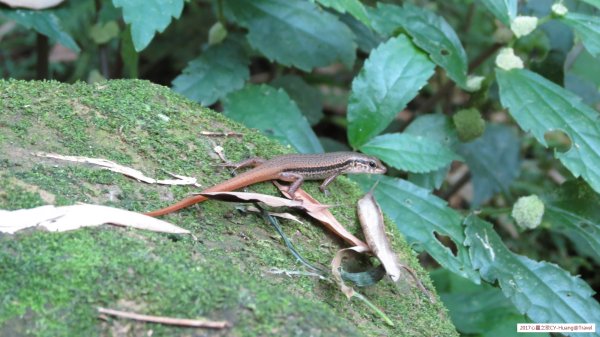 《南投》竹林銀杏｜鹿谷長源圳古道、大崙山銀杏森林、武岫201709212890488