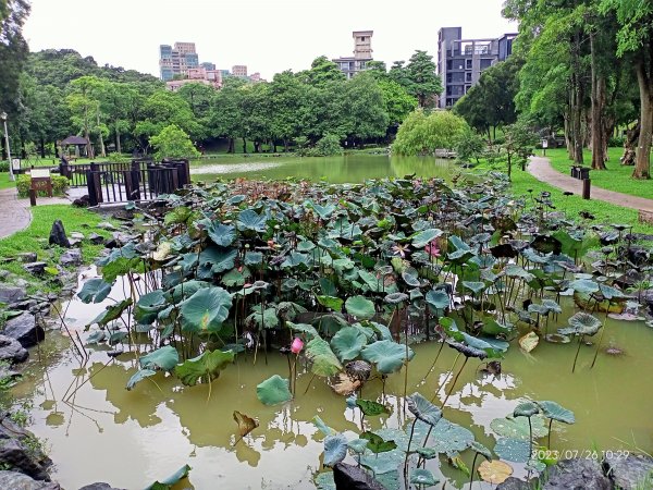 大湖公園【走路趣尋寶】2233854