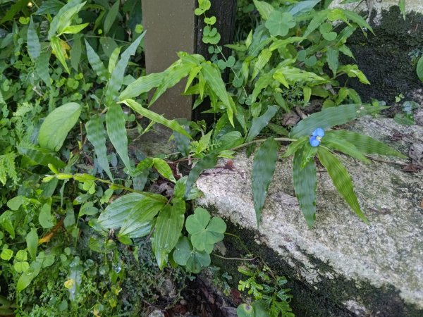 塘湖古道看到的花花草草2593937