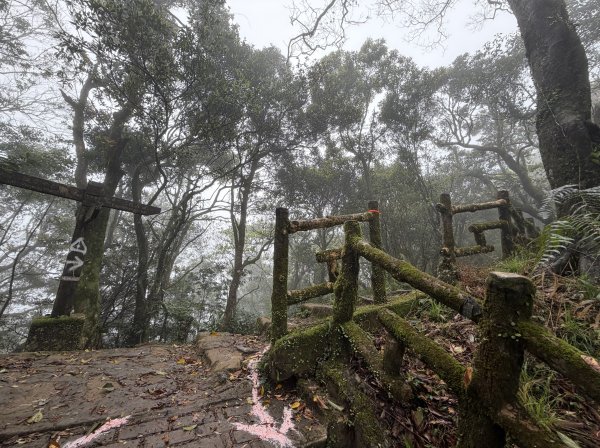 [微笑山線_第八段] 2026_0321 二格山系_二格山3020929