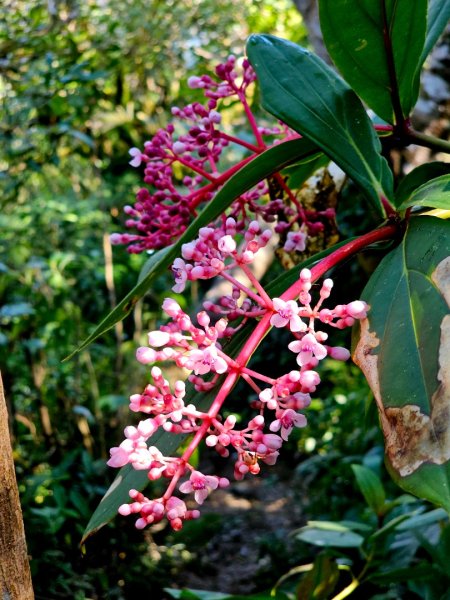 女仍山-小百岳#79-屏東縣獅子鄉2732116