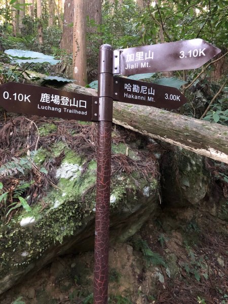 台版富士山加里山·森林系小百岳1039772