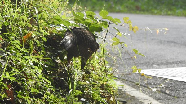石碇趴趴走追雲趣 #二格山 #雲瀑 #藍腹鷴母鳥 #雲海流瀑 #霧虹 5/172788203