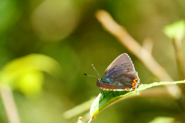 埔里彩蝶瀑布之國姓鄉眉冷山及糯米橋1466188