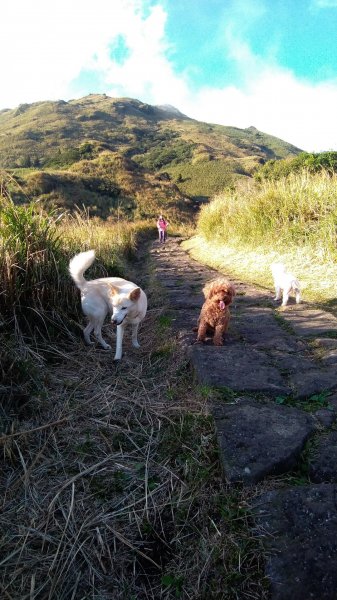 1081215陽明山主，東峰O型走走散步776237