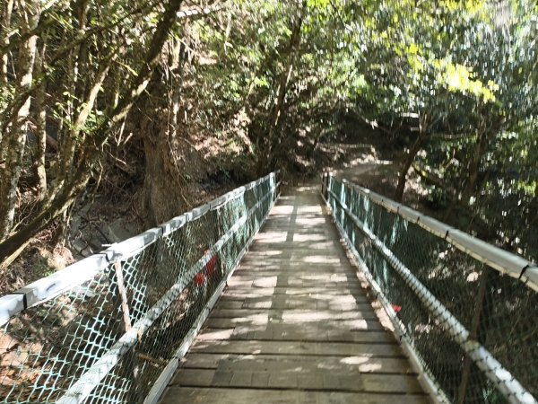 [皮皮獅探險隊-11/10] 2025_1010 隱藏任務–司馬庫斯神木群步道2912325