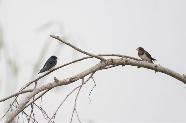 2016年, 九年前, 5, 6月份, 華江雁鴨自然公園2807724