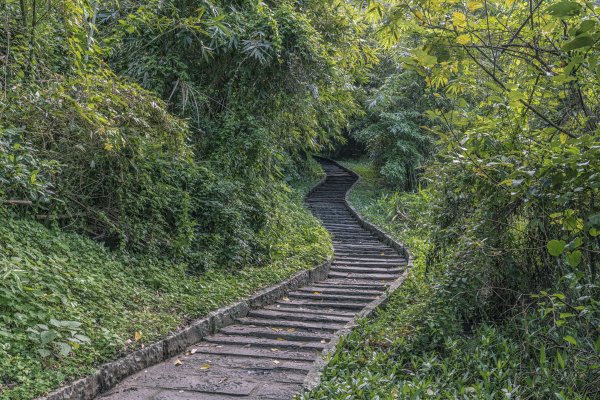 觀音山(北橫古道)1542372