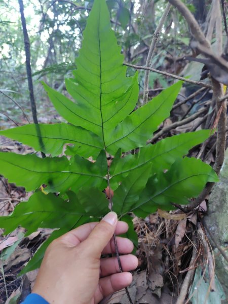 唐麻丹山 蝴蝶谷2918807