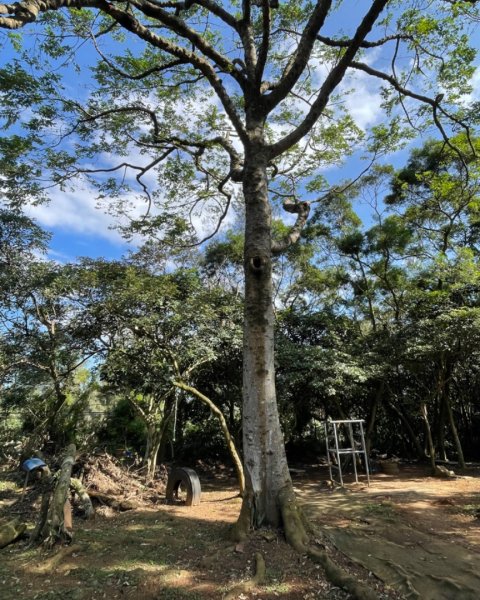 羊稠步道連稜連走五酒桶山2655387