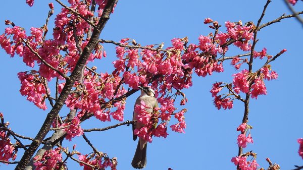追花是簡單的快樂，賞花是恬淡的幸褔 2/112710544