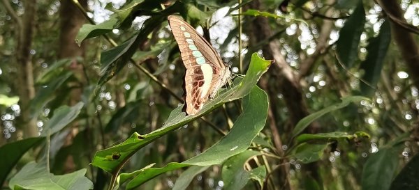 2025/10/19_大北坑休閒農區+福人登山步道2920834