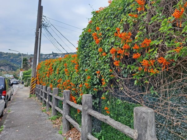 20240201故宮-狗殷勤古道-平菁街賞櫻-溪山百年水圳步道-平菁步道2458471