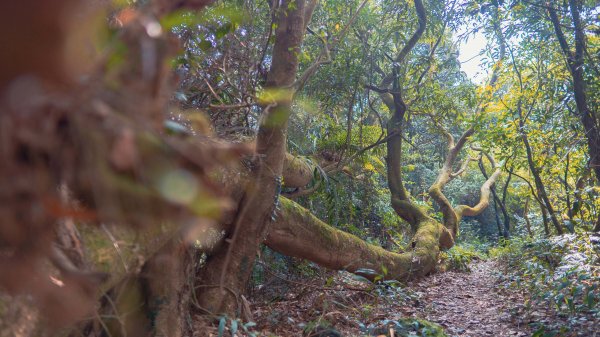 需要攀岩的台南第一高峰-大凍山1178344