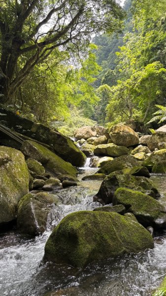 戲水（鴛鴦2786679