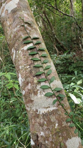 屏東山旅 – 雙流國家森林遊樂區（瀑布步道-沿山步道）2679947