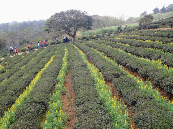 大北坑賞鲁冰花海