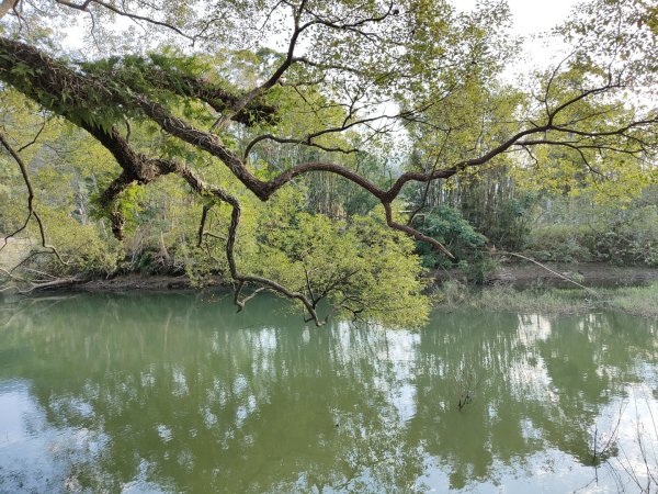 2024.01.07 橫山三叉埤、墩子銃古道2843813
