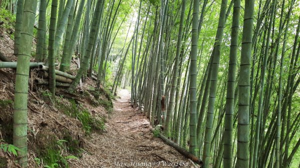 《台中》優美稜線｜橫嶺山自然步道（大雪山社區南登山口）202505312800148