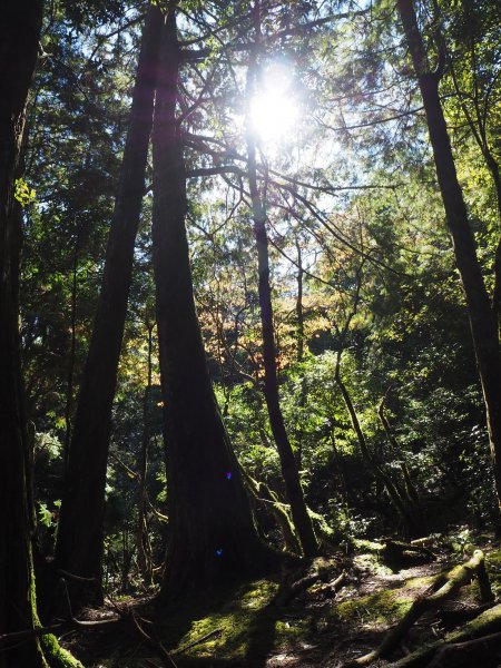 觀霧檜山巨木群及觀霧步道20181121464049