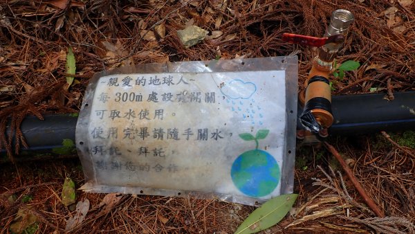 尋幽訪古遊走千年巨木和幻霧美森的樂山林道2882358