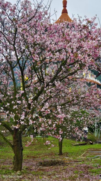 #天元宮 #吉野櫻 #頂湖小鎮 #紫藤 3/283024021
