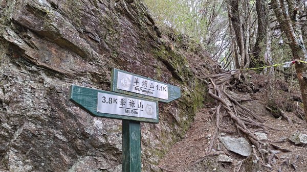 羊畢羊縱走3046338