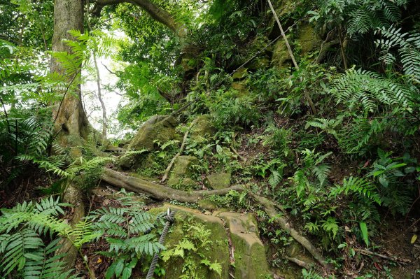 臺北 文山 指南山、猴山岳、魚衡山、大前坑山、猴山坑山、祥光寺後山、金頭山2774966