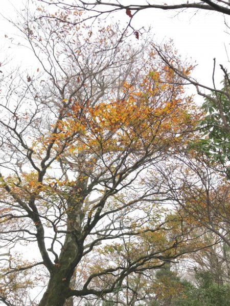 迷霧中的山毛櫸465346